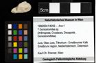 Foto (Objekt + Etiketten) von ? Goniodromites sp. 